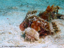 nice scorpionfish by John Paul Avila 